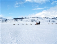Husky ride by Wofgang  Greiner - VisitSweden